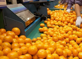 Van seis meses, empieza la cosecha, y todavía no se reglamentó la Ley de Emergencia Citrícola