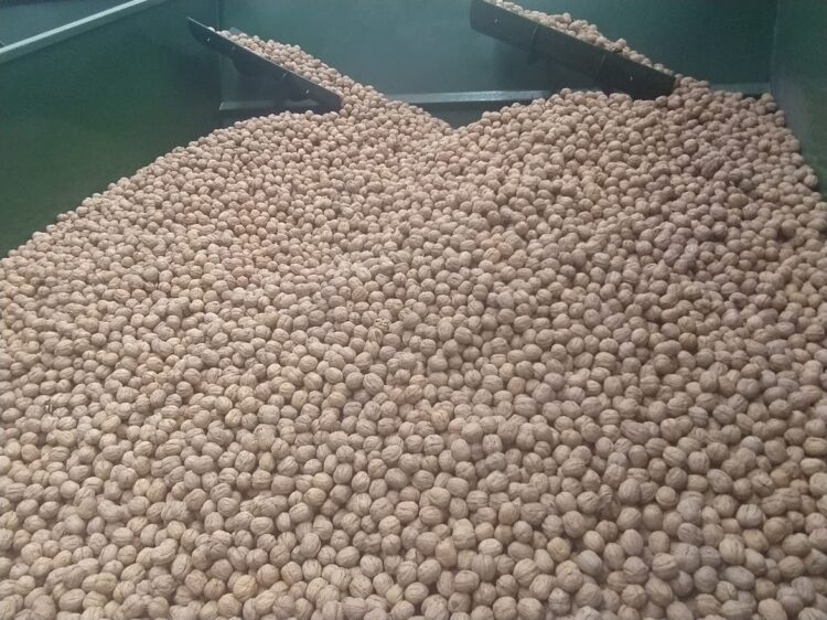 Una empresa de transporte invirtió fuerte en el agro: El proyecto Qnuts parece ir a contramano, pero no