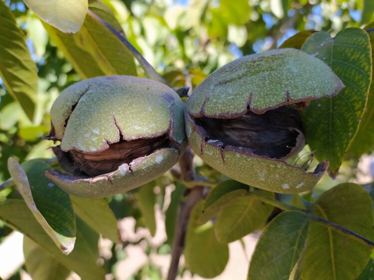 Una empresa de transporte invirtió fuerte en el agro: El proyecto Qnuts parece ir a contramano, pero no