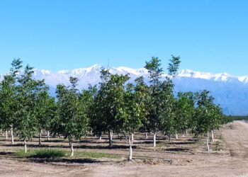 Una empresa de transporte invirtió fuerte en el agro: El proyecto Qnuts parece ir a contramano, pero no