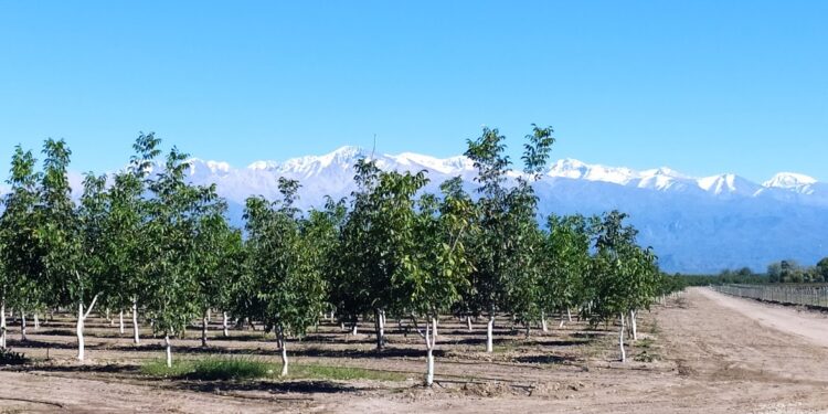 Una empresa de transporte invirtió fuerte en el agro: El proyecto Qnuts parece ir a contramano, pero no