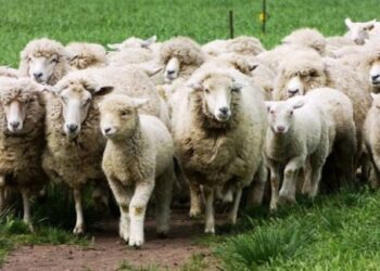 El caso Biopat: Tres veterinarios crearon el primer mercado virtual de semen y embriones para mejorar el stock de ovinos