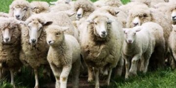 El caso Biopat: Tres veterinarios crearon el primer mercado virtual de semen y embriones para mejorar el stock de ovinos