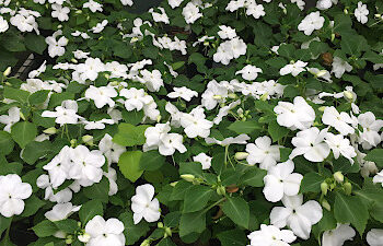 No solo una linda planta: Si le ponemos mucha ‘Alegría del hogar’ nos podemos librar del plomo