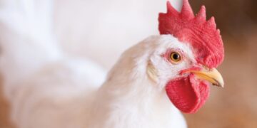 Los dilemas del pollo: La industria avícola garantiza la oferta interna, pero advierte que hace 5 años no invierte y que cada vez exporta menos