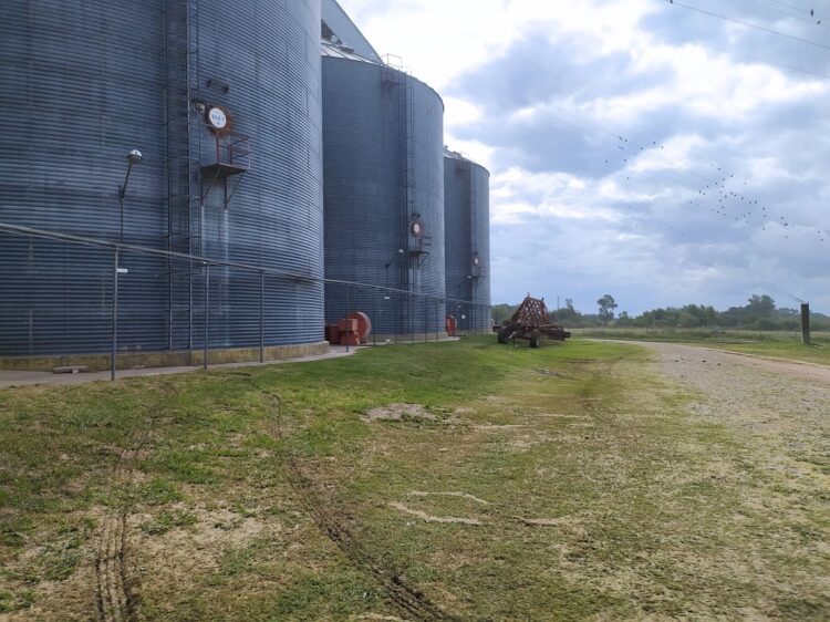 A partir del grano de arroz, en el molino Marcos Schmukler elaboran 17 productos: “Se podría hacer mucho más, pero hay limitaciones y trabas”, dicen los hijos del fundador