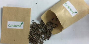 Una empresa israelí promete semillas de un cannabis híbrido y modificado genéticamente para anular el THC y que no pegue