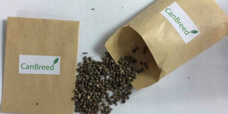 Una empresa israelí promete semillas de un cannabis híbrido y modificado genéticamente para anular el THC y que no pegue