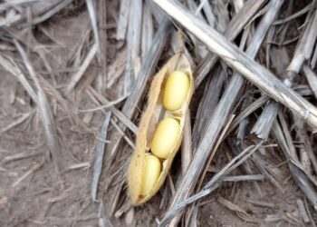 Aparecieron más hectáreas de maíz, hay récord de siembra, y por segundo año consecutivo ese grano forrajero destronará a la reina soja