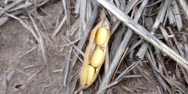 Aparecieron más hectáreas de maíz, hay récord de siembra, y por segundo año consecutivo ese grano forrajero destronará a la reina soja