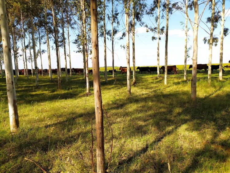 Luis Carpineti demostró que los Eucaliptos Grandis de la Mesopotamia también pueden crecer en Timote, el pueblo donde mataron a Aramburu