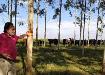 Luis Carpineti demostró que los Eucaliptos Grandis de la Mesopotamia también pueden crecer en Timote, el pueblo donde mataron a Aramburu