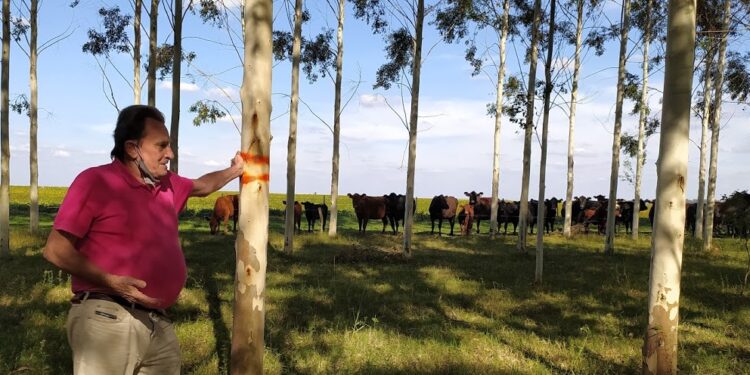 Luis Carpineti demostró que los Eucaliptos Grandis de la Mesopotamia también pueden crecer en Timote, el pueblo donde mataron a Aramburu