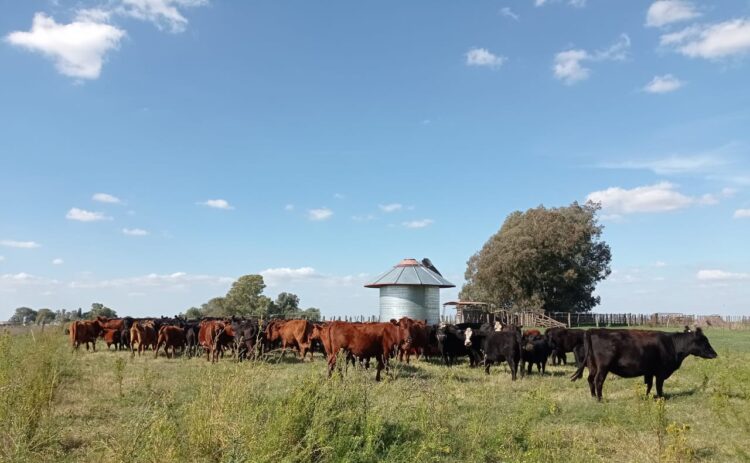 Luis Carpineti demostró que los Eucaliptos Grandis de la Mesopotamia también pueden crecer en Timote, el pueblo donde mataron a Aramburu