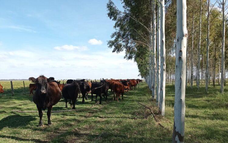 Luis Carpineti demostró que los Eucaliptos Grandis de la Mesopotamia también pueden crecer en Timote, el pueblo donde mataron a Aramburu