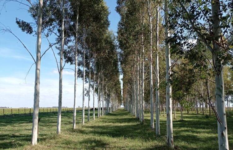 Luis Carpineti demostró que los Eucaliptos Grandis de la Mesopotamia también pueden crecer en Timote, el pueblo donde mataron a Aramburu