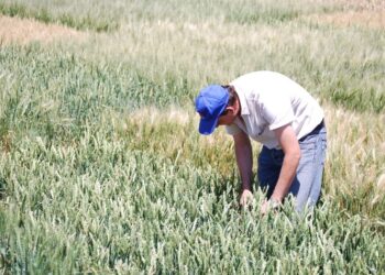 El INTA considera que la campaña de trigo arranca con “perspectivas positivas”, pero toma distancia de la estimación optimista del Ministerio de Agricultura