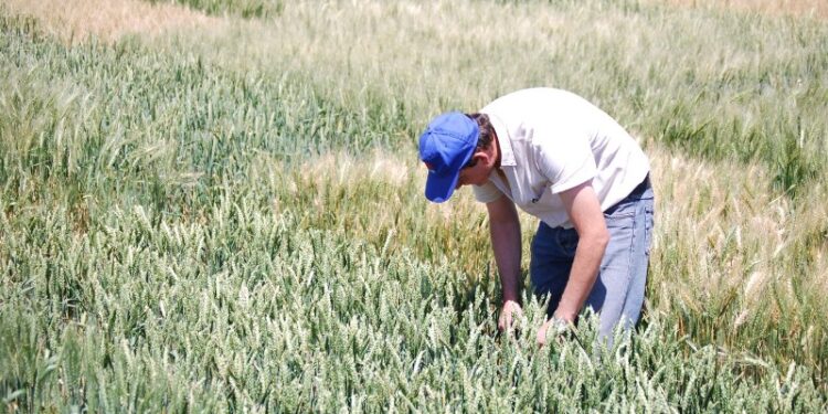 El INTA considera que la campaña de trigo arranca con “perspectivas positivas”, pero toma distancia de la estimación optimista del Ministerio de Agricultura