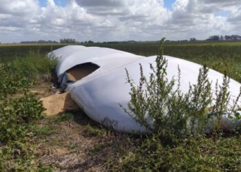Un cuento como el de Hansel y Gretel, pero en Junín:  Un agente penitenciario cayó presó por robar trigo y dejar rastros
