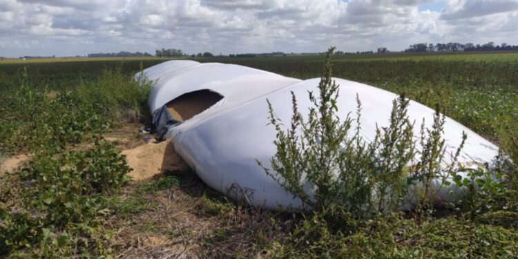 Un cuento como el de Hansel y Gretel, pero en Junín:  Un agente penitenciario cayó presó por robar trigo y dejar rastros