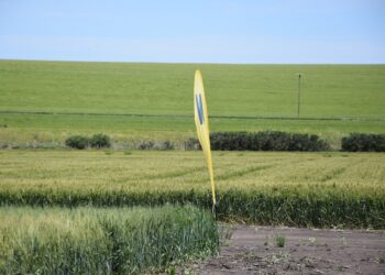 Mientras anticipa un trigo capaz de ofrecer hasta 120 quintales, Nidera presentó su paleta de opciones para la próxima siembra