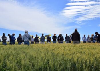 Mientras anticipa un trigo capaz de ofrecer hasta 120 quintales, Nidera presentó su paleta de opciones para la próxima siembra