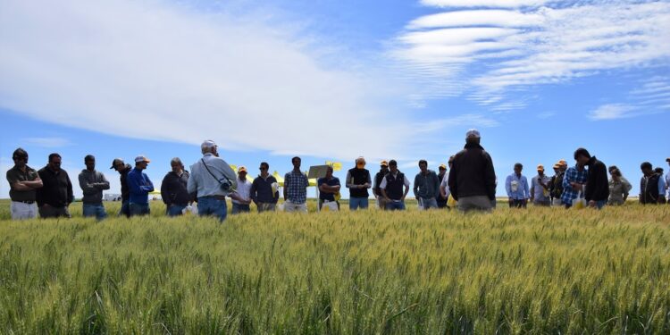 Mientras anticipa un trigo capaz de ofrecer hasta 120 quintales, Nidera presentó su paleta de opciones para la próxima siembra