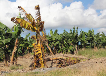 Los productores argentinos celebran el refuerzo de controles frente a la expansión de un hongo asesino de bananos en Sudamérica