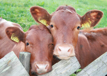 Europa analiza elevar las exigencias para sus importaciones de alimentos y países como Argentina podrían tener dificultades