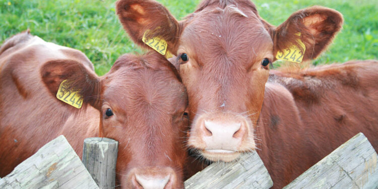 Europa analiza elevar las exigencias para sus importaciones de alimentos y países como Argentina podrían tener dificultades