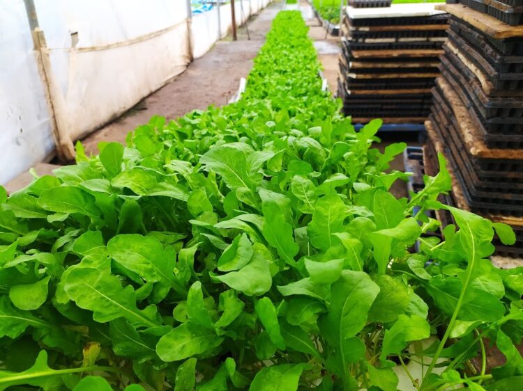 Una visita a Vequa, donde las lechugas y rúculas crecen flotando sobre una enorme pileta y se cosechan con palos y cuerdas