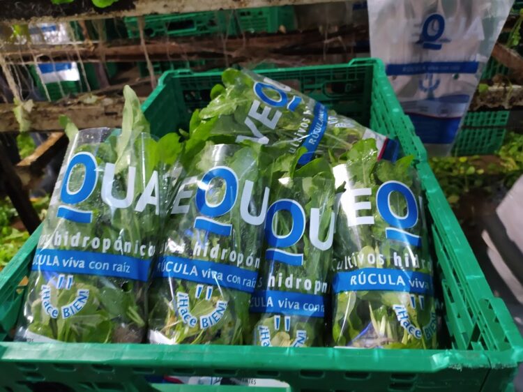 Una visita a Vequa, donde las lechugas y rúculas crecen flotando sobre una enorme pileta y se cosechan con palos y cuerdas