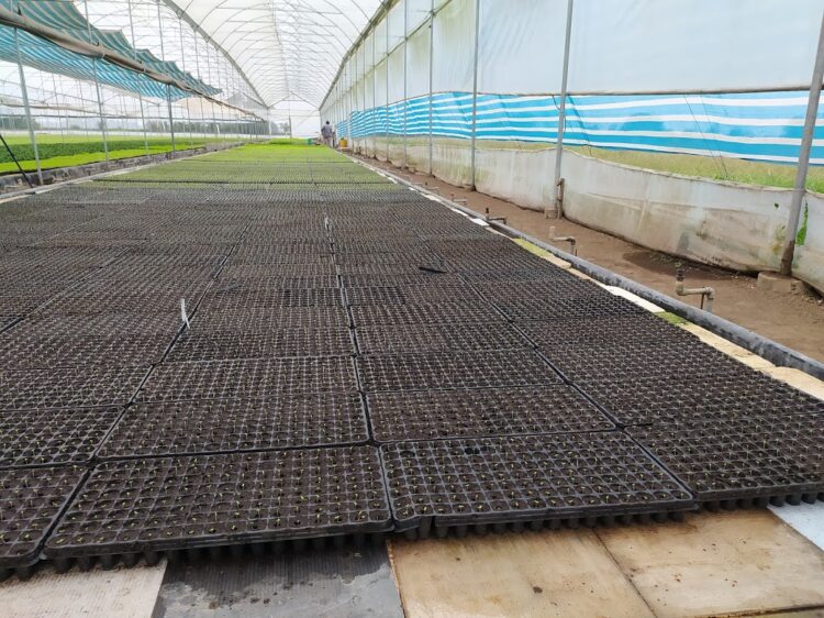 Una visita a Vequa, donde las lechugas y rúculas crecen flotando sobre una enorme pileta y se cosechan con palos y cuerdas