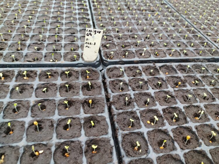 Una visita a Vequa, donde las lechugas y rúculas crecen flotando sobre una enorme pileta y se cosechan con palos y cuerdas