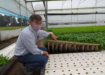 Una visita a Vequa, donde las lechugas y rúculas crecen flotando sobre una enorme pileta y se cosechan con palos y cuerdas