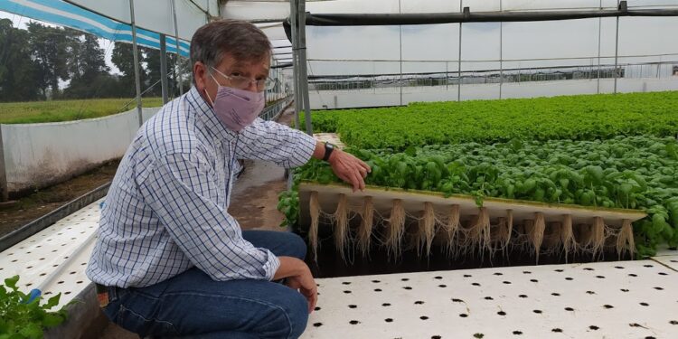 Una visita a Vequa, donde las lechugas y rúculas crecen flotando sobre una enorme pileta y se cosechan con palos y cuerdas