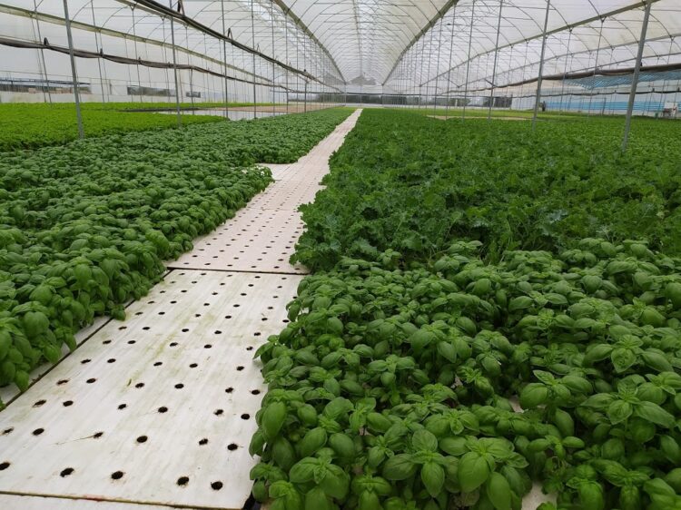 Una visita a Vequa, donde las lechugas y rúculas crecen flotando sobre una enorme pileta y se cosechan con palos y cuerdas