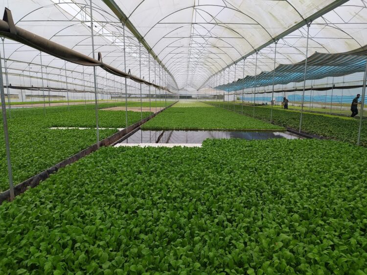 Una visita a Vequa, donde las lechugas y rúculas crecen flotando sobre una enorme pileta y se cosechan con palos y cuerdas