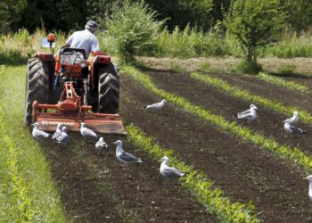 Envejecimiento y escasa rentabilidad: En Europa se podrían llegar a abandonar 5 millones de hectáreas agrícolas para 2030