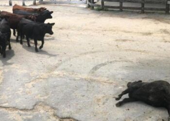 En medio de la mudanza a Cañuelas, los consignatarios de Liniers redujeron el seguro por animales muertos y caídos, y comenzaron los tironeos con los jauleros