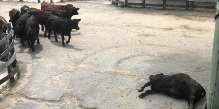 En medio de la mudanza a Cañuelas, los consignatarios de Liniers redujeron el seguro por animales muertos y caídos, y comenzaron los tironeos con los jauleros