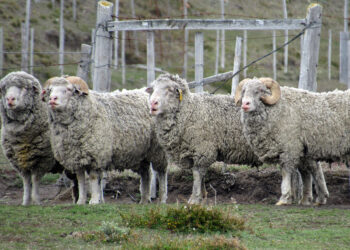 La Argentina podría volver a importar lana sucia de Chile para procesar y reexportar desde aquí