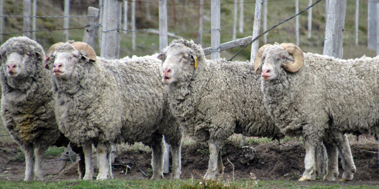 La Argentina podría volver a importar lana sucia de Chile para procesar y reexportar desde aquí