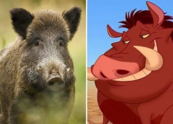 Que Disney no te confunda: Te mostramos la verdadera cara del chancho salvaje, una especie invasora que pone en riesgo la biodiversidad