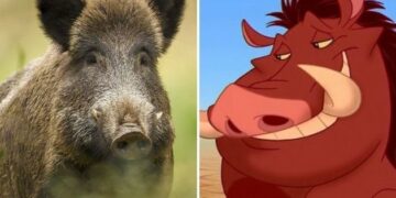 Que Disney no te confunda: Te mostramos la verdadera cara del chancho salvaje, una especie invasora que pone en riesgo la biodiversidad