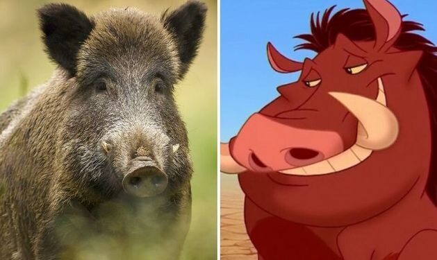 Que Disney no te confunda: Te mostramos la verdadera cara del chancho salvaje, una especie invasora que pone en riesgo la biodiversidad
