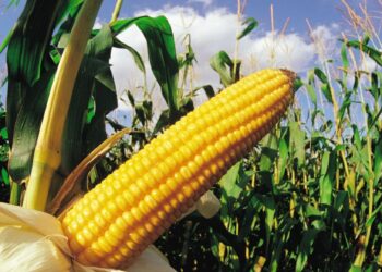 Alberto Morelli contesta: ¿Es una buena o mala noticia para Argentina que suban tanto los precios del maíz?