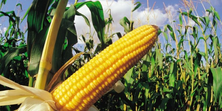 Alberto Morelli contesta: ¿Es una buena o mala noticia para Argentina que suban tanto los precios del maíz?