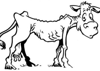 Manual básico para entender qué es una vaca conserva y por qué nosotros no la consumimos