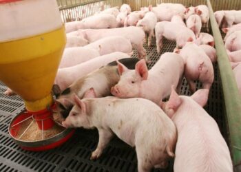 Otra cara de la fiebre de los granos: Los productores de cerdos afirman que el precio actual del maíz es “insostenible” y los condena a perder dinero